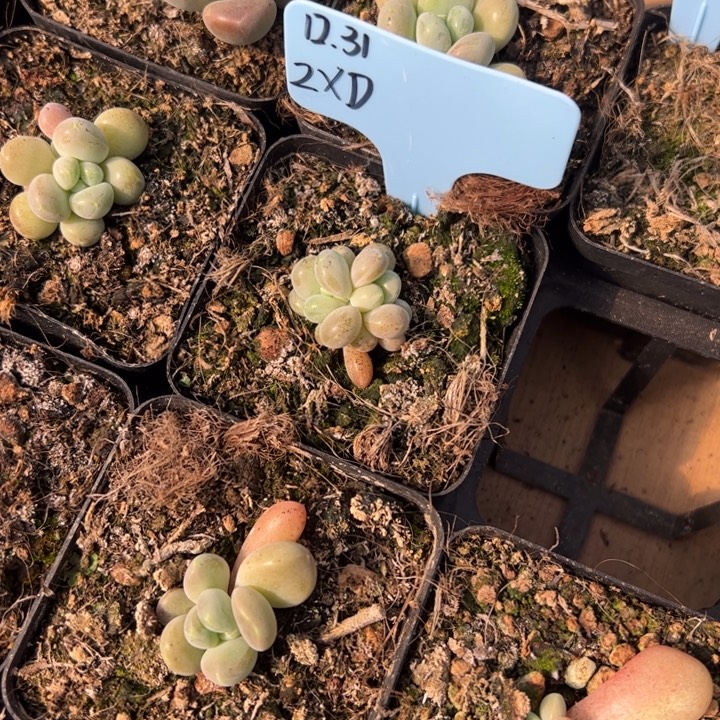 Z***D库克多肉植物群一颗