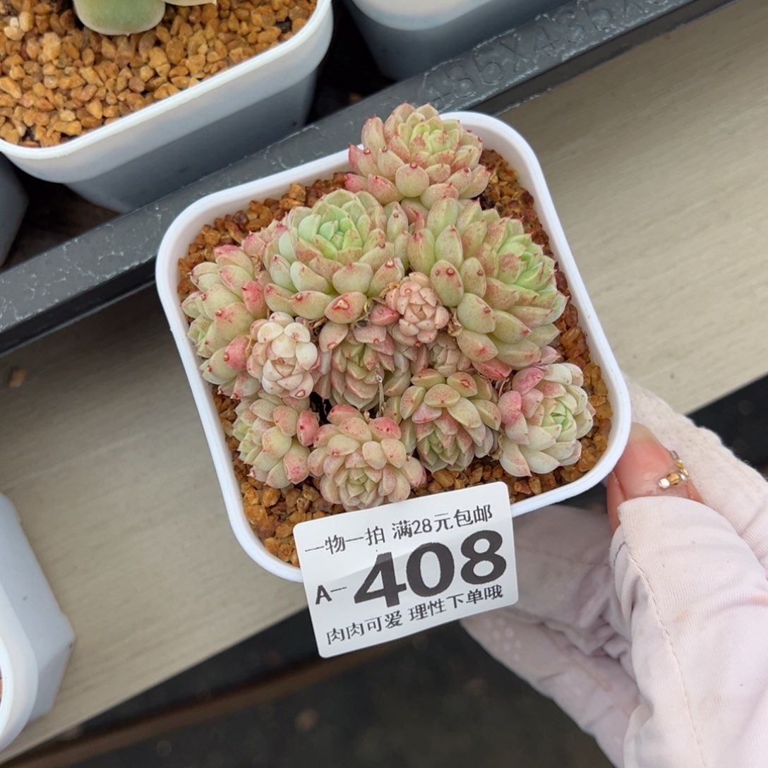 绿心羊脂球多肉多肉多肉多肉多肉