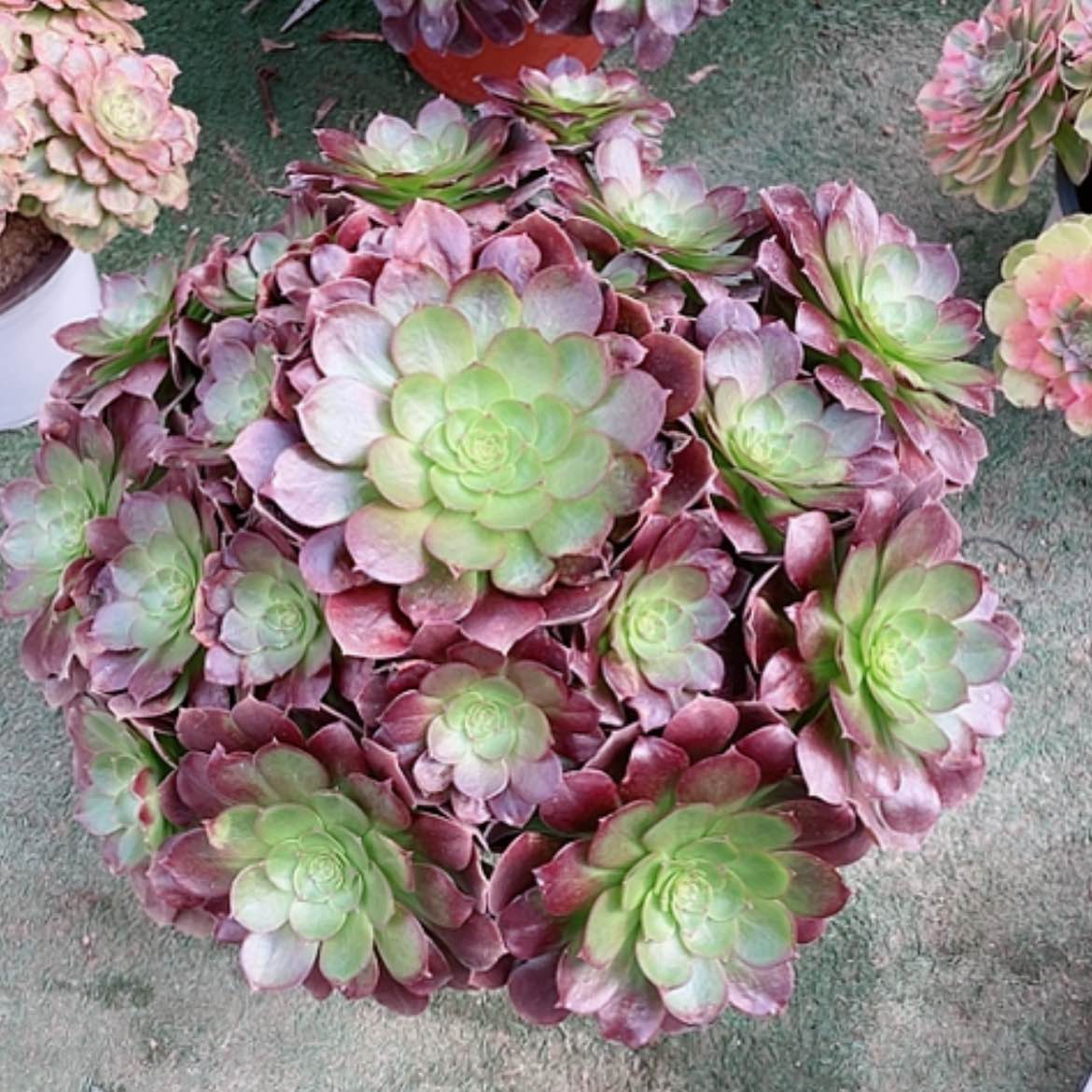 【闪购商品】法师好看也好养赤焰连