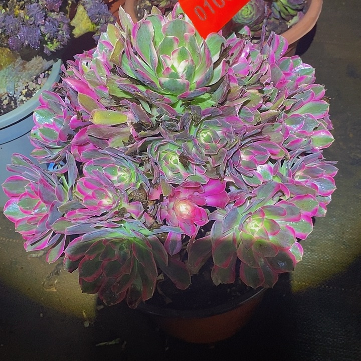 七***师0108多肉植物男神