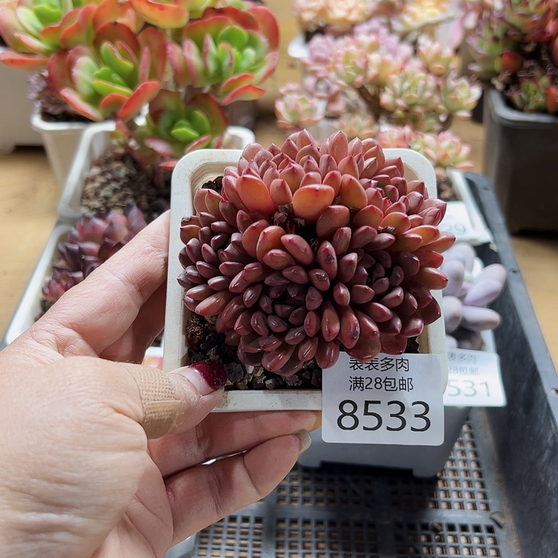 9号多肉一物一拍8533