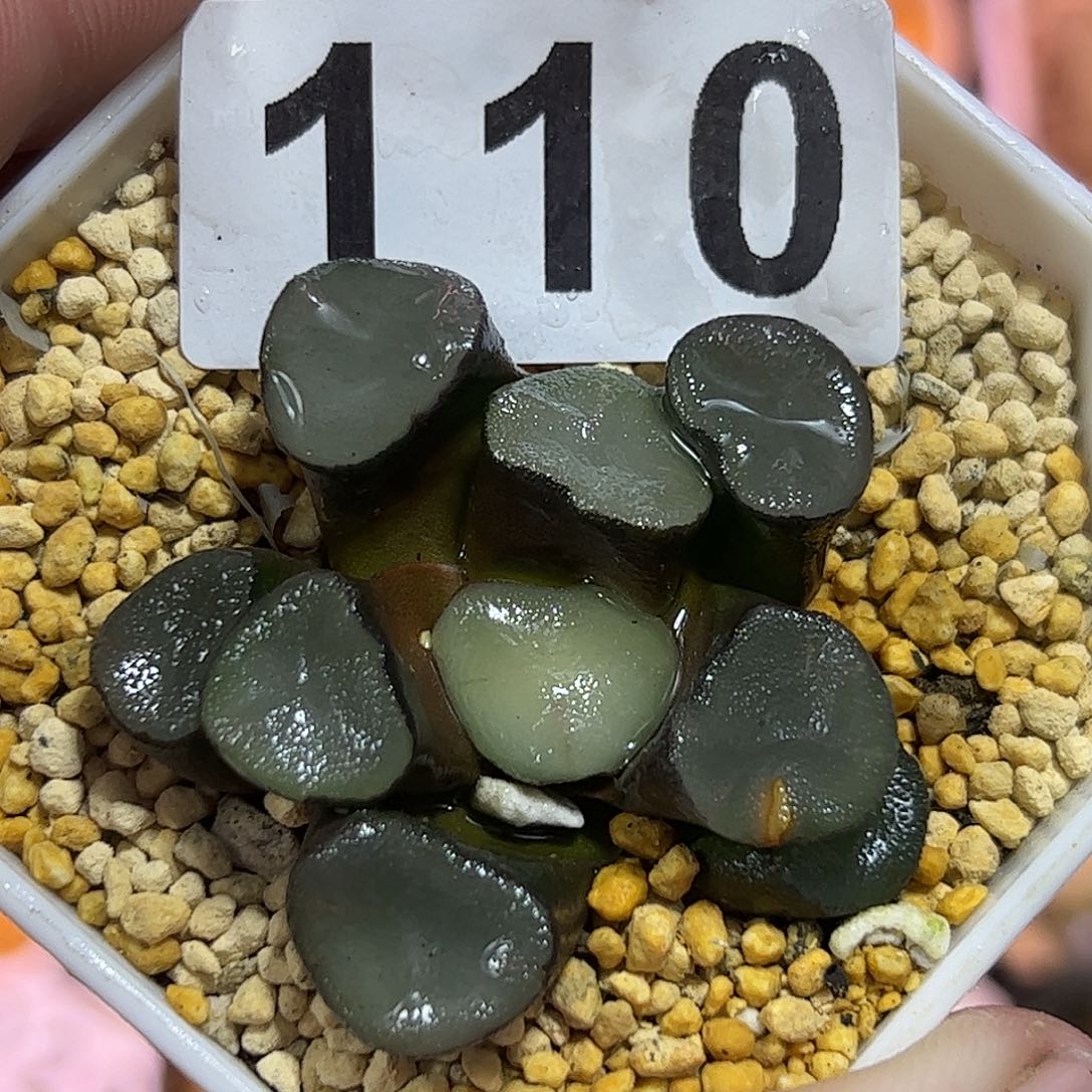 空门万象十二卷多肉植物