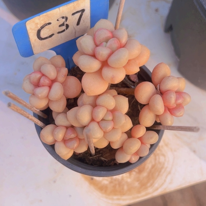 健健康康平平安安