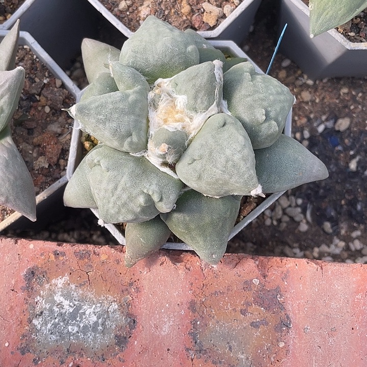 实生蛋怒福利福利