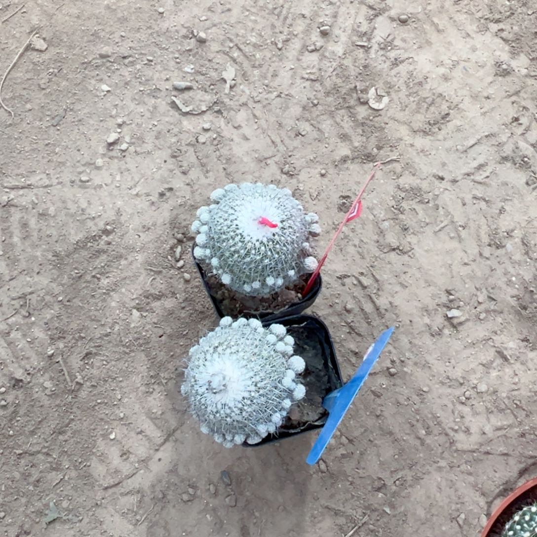 爆***巫零零落落 零零落落