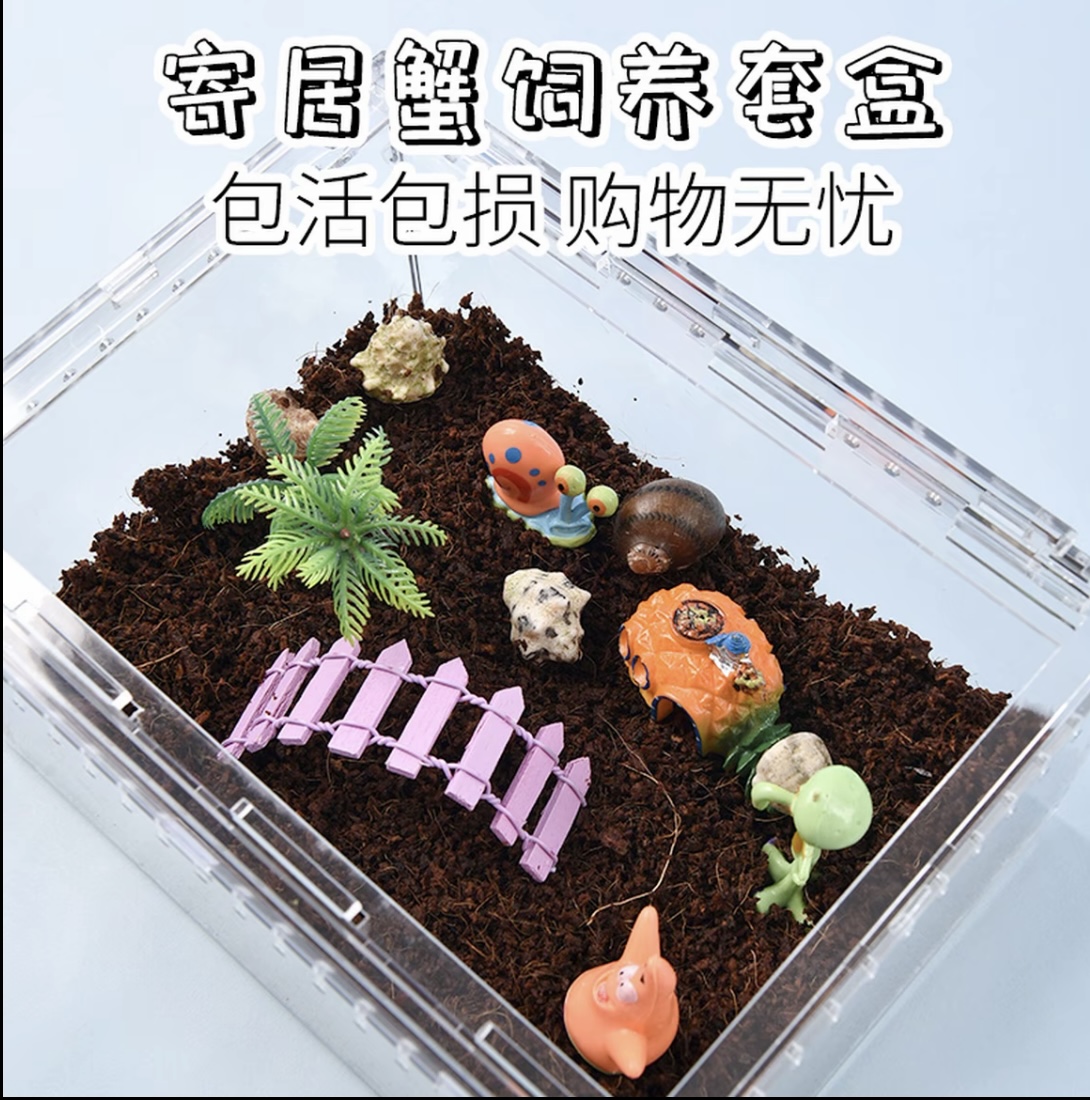 寄居蟹饲养箱套装爬宠饲养盒节礼物