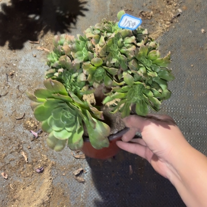小叶香卢盘缀化1154