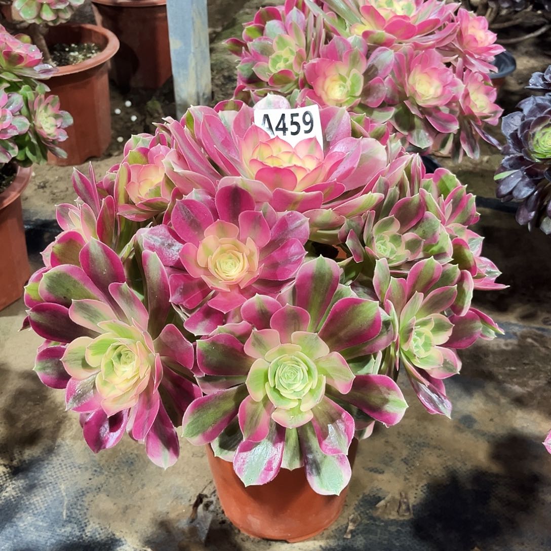 多肉植物粉女郎459多肉