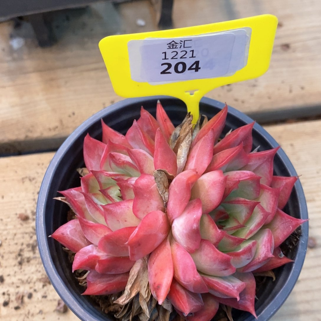 福利多多，1221204