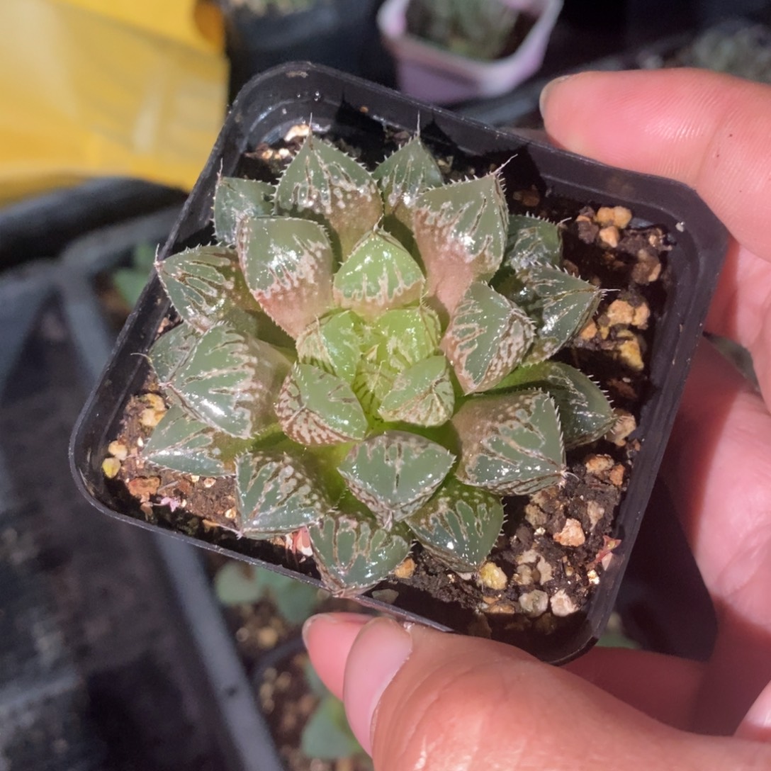 楼兰一颗 整点福利