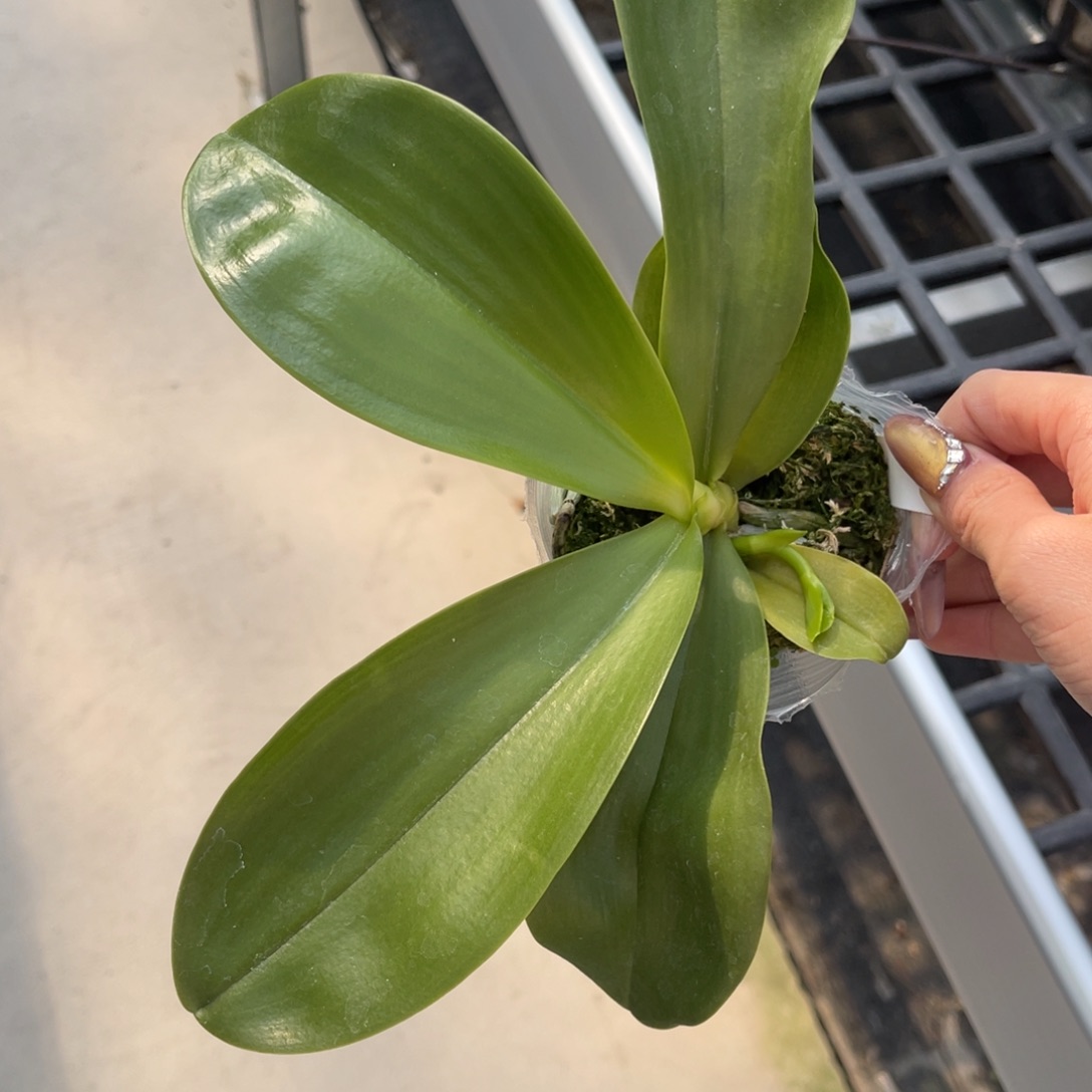 完全开放蝴蝶兰蝴蝶兰