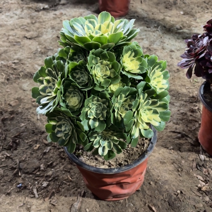 多肉植物法师辛尼亚16