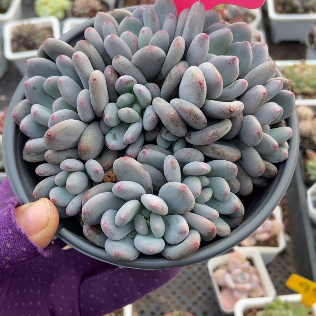 60香香雪多肉植物