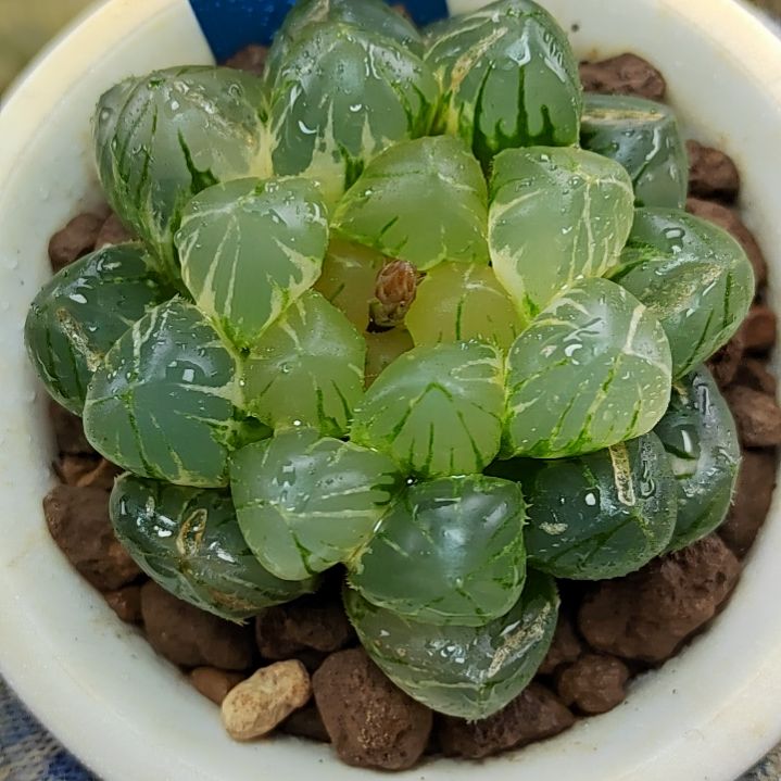 34OM极上斑 5.5厘米左右一物一拍带盆土