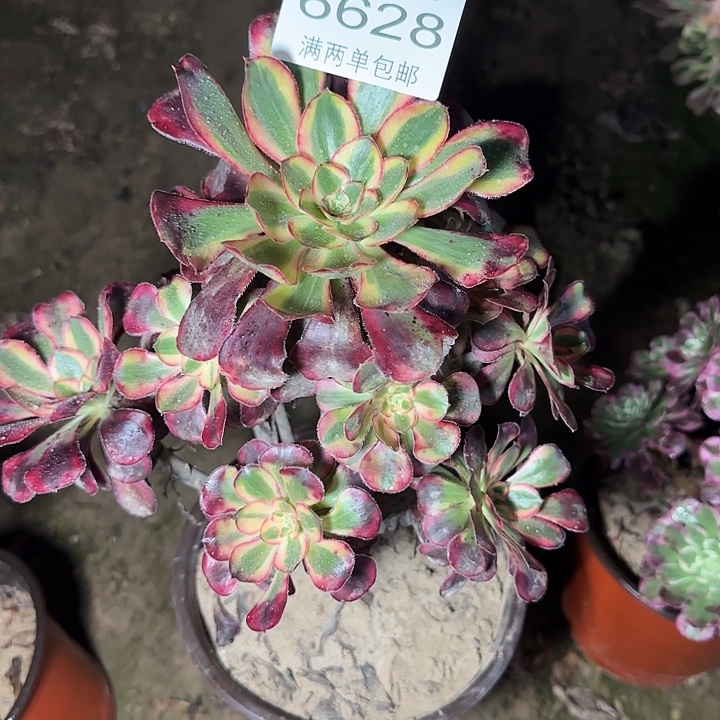 6628丽娜多肉植物