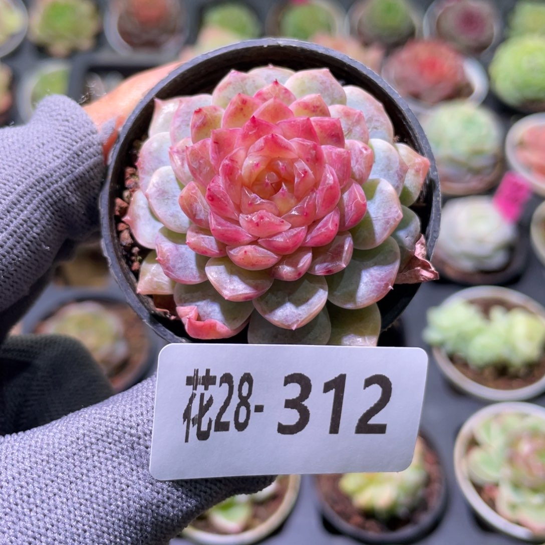 花利美28-312新品