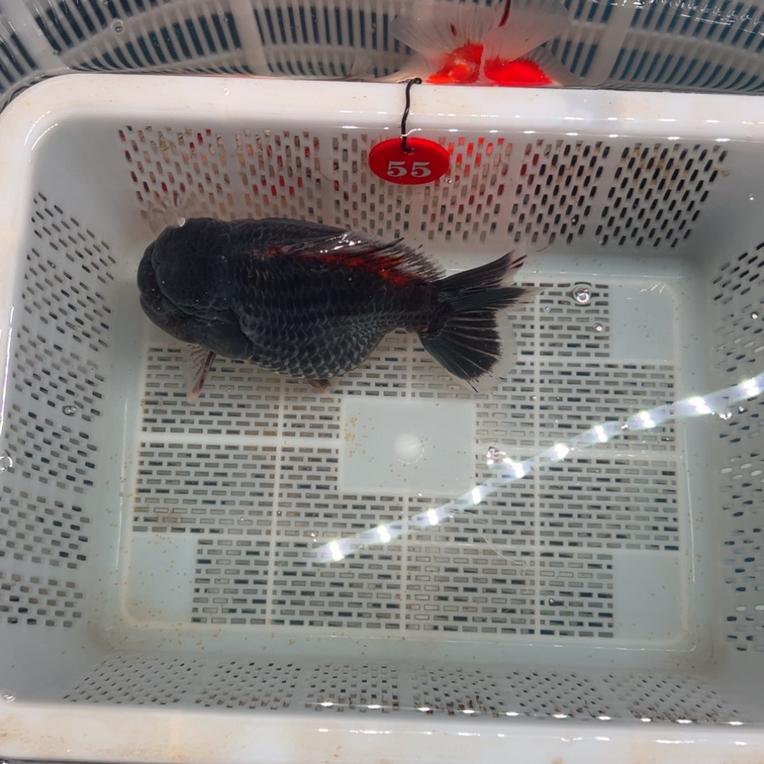 O***n海水鱼包邮时也可以在其上签名