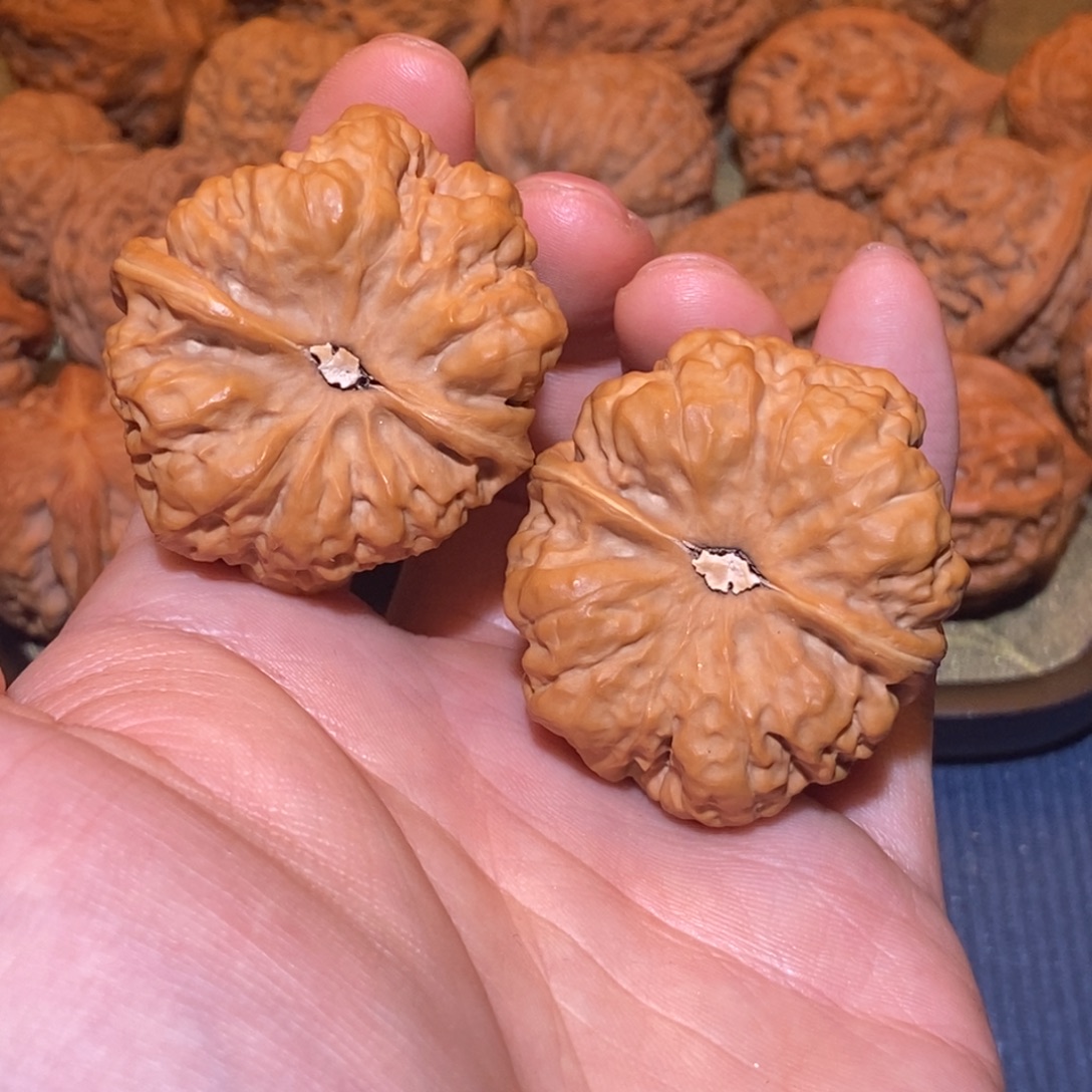 42尺 微修白茬 三角蛙