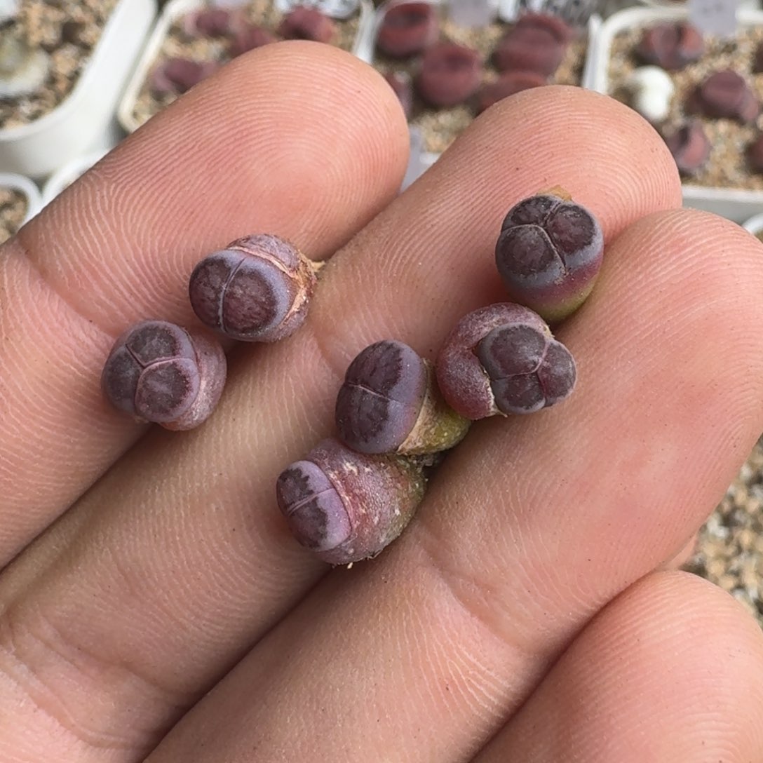 歆**愿K822岛田紫菊二代