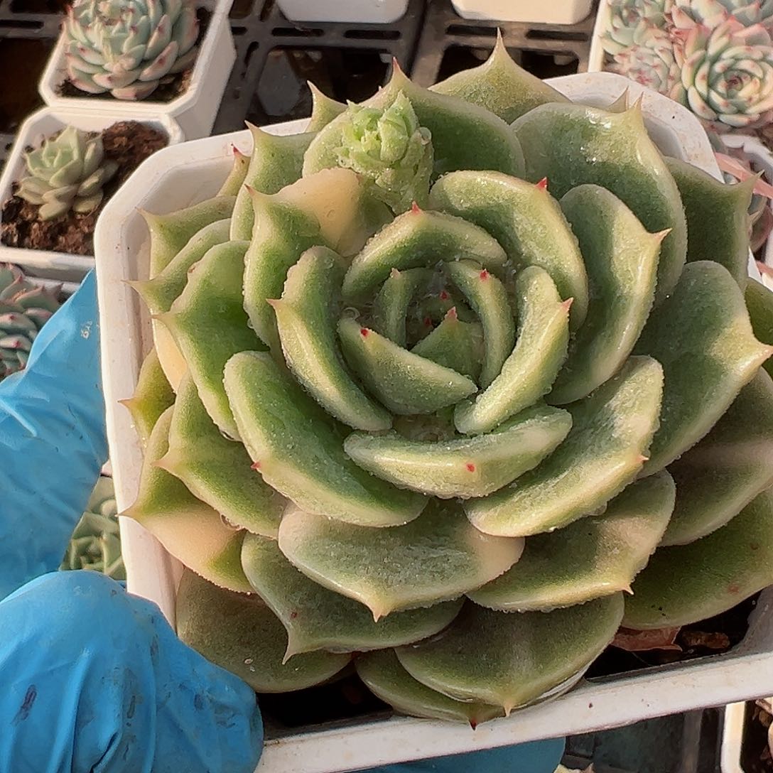 贝加尔湖锦，少锦