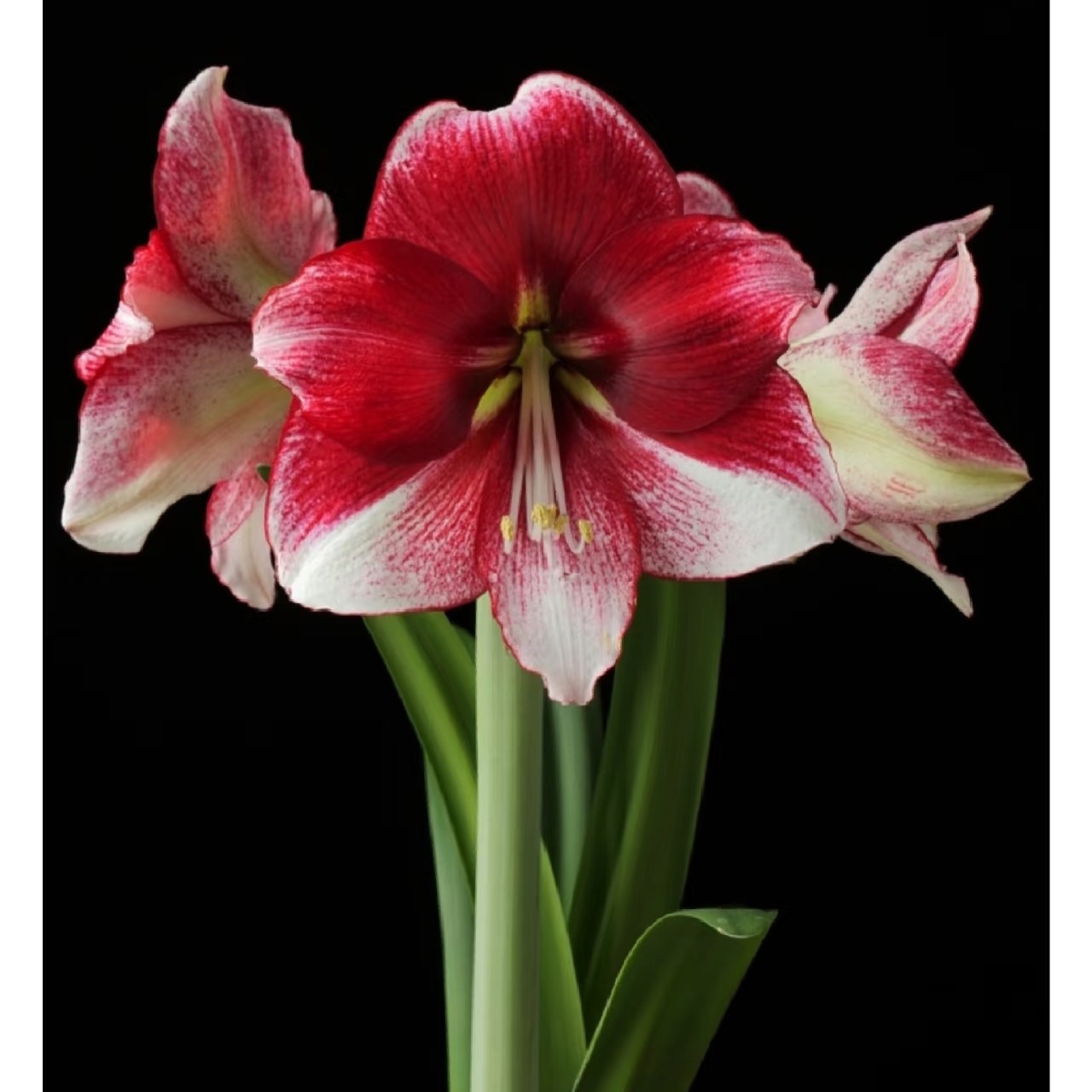 〔 朱顶红 中国红〕新年福利非组培重瓣 苗情好包对版