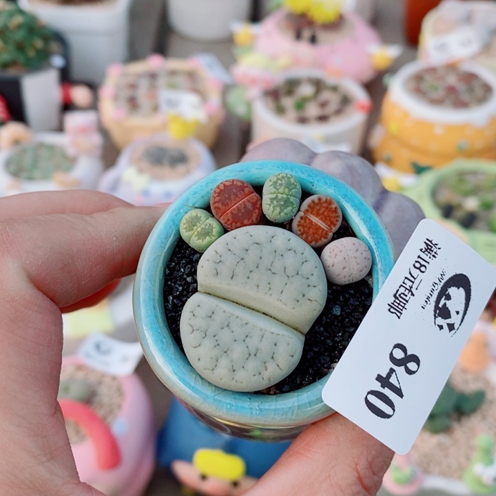 生石花花花花花840