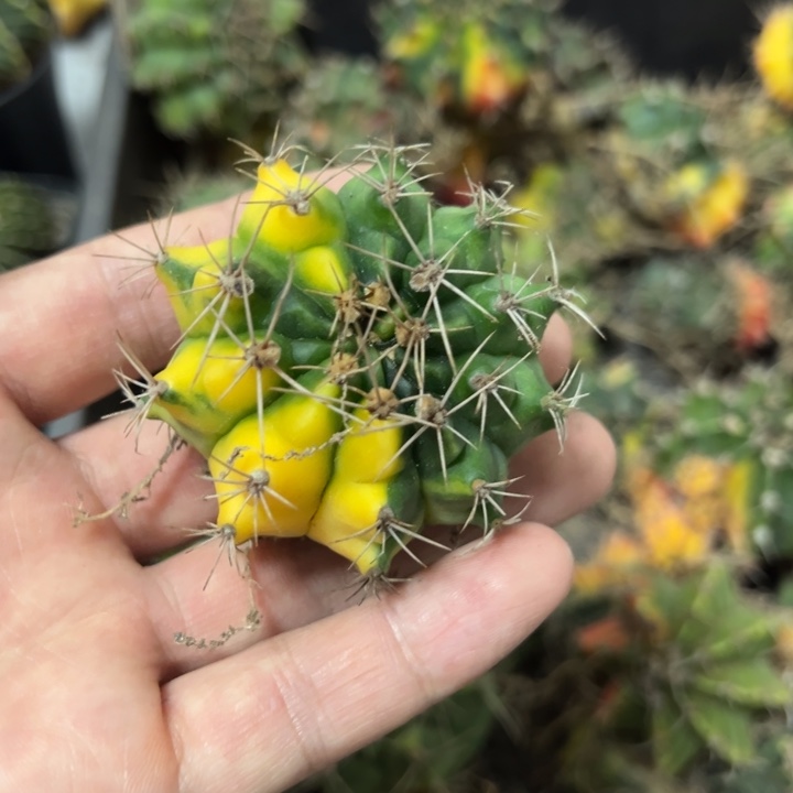 当前无花栽培后可以开花