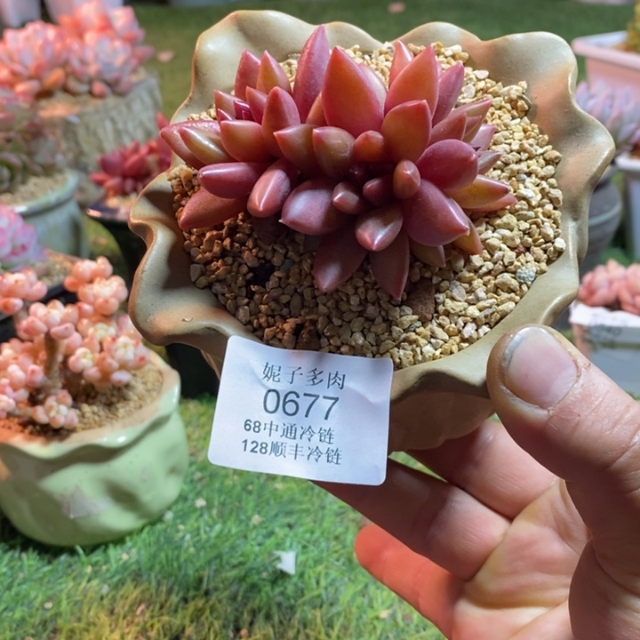 0677啊啊啊啊啊啊啊啊啊啊啊