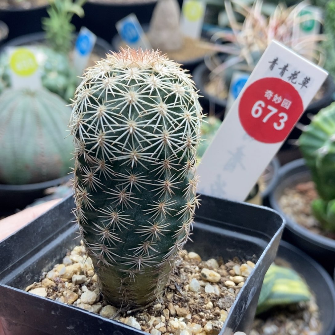 实生皇冠虾一棵仙人球