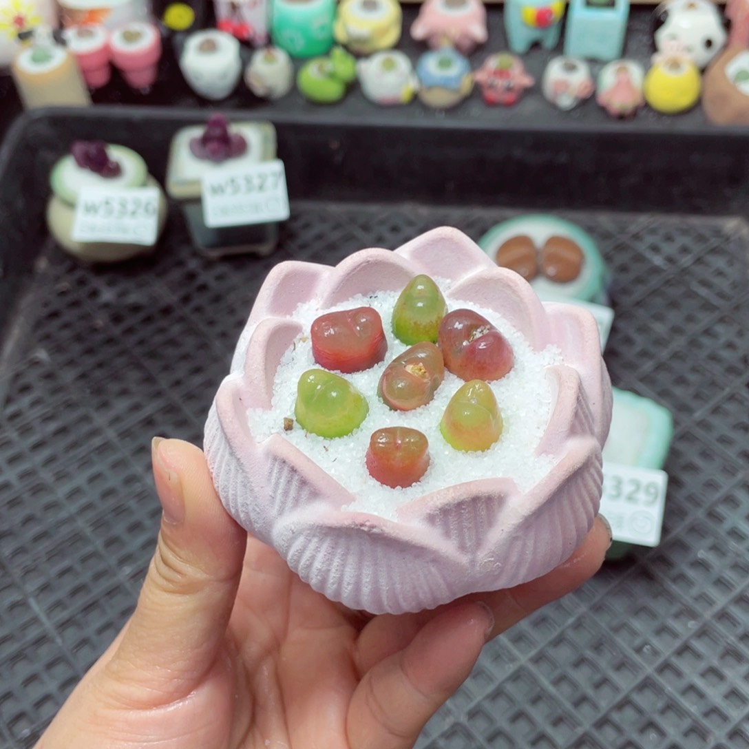 w5331 带盆土发货-零下地区拍保温箱