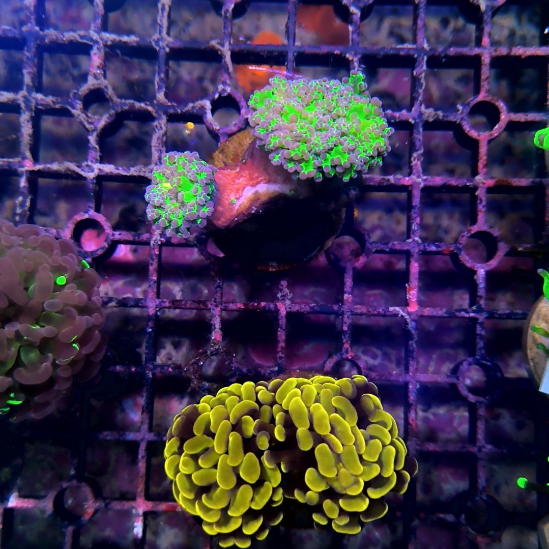 纽扣珊瑚玫瑰金榔头，紫提子