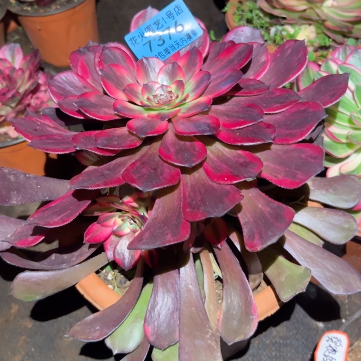 烟花7376多肉植物