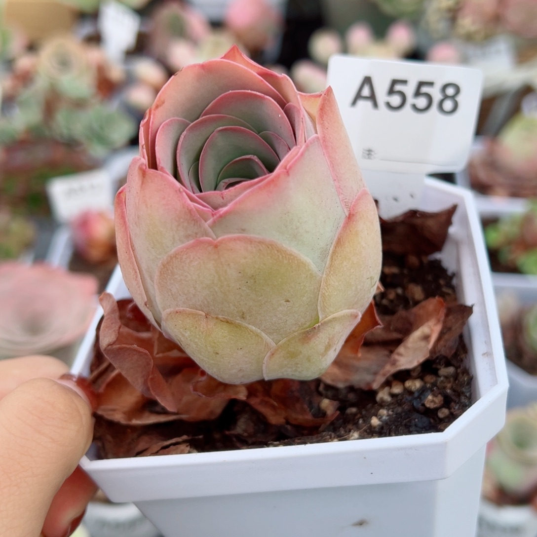 558老桩玫瑰粉单棵。   