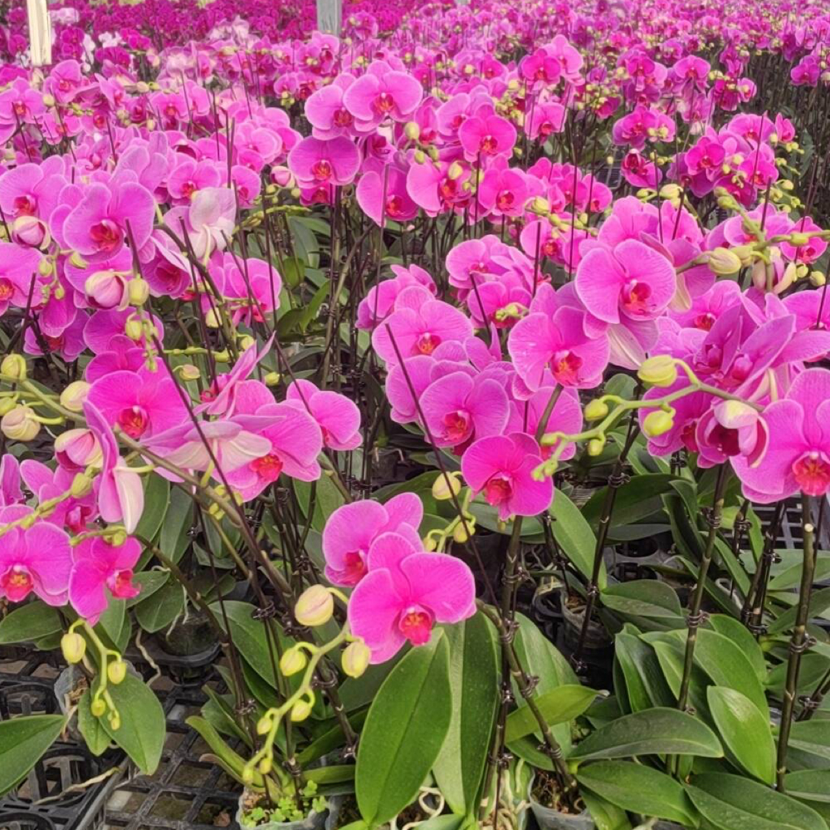 恭喜发财，无花无梗，蝴蝶兰盆栽3.5寸杯大苗新苗