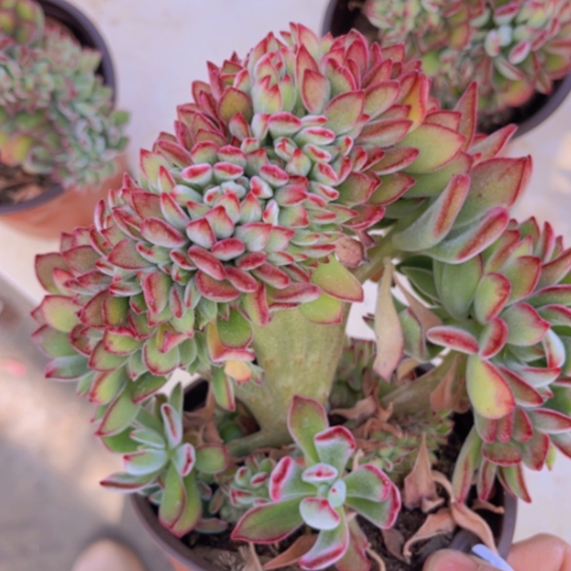 【闪购商品】红兔耳缀1730