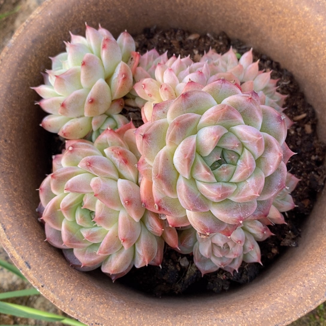 可问主播品种，下滑链接更多品种多肉选择