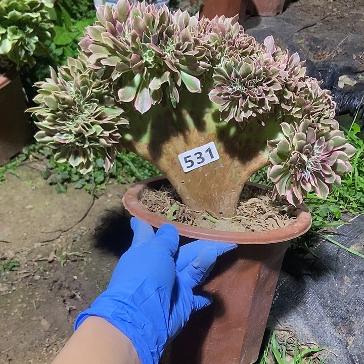 531女神缀化老板子法师