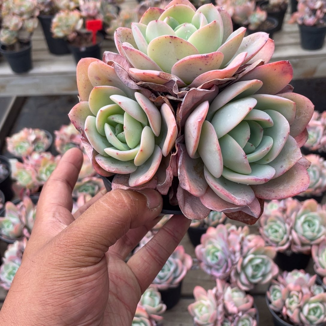 2709  布鲁兰  六月六