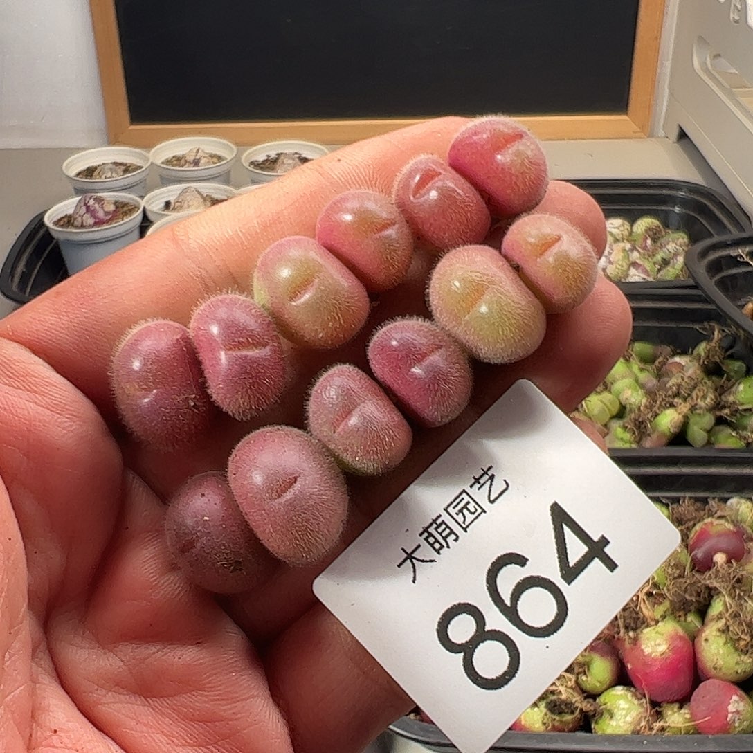 一物一拍。         864