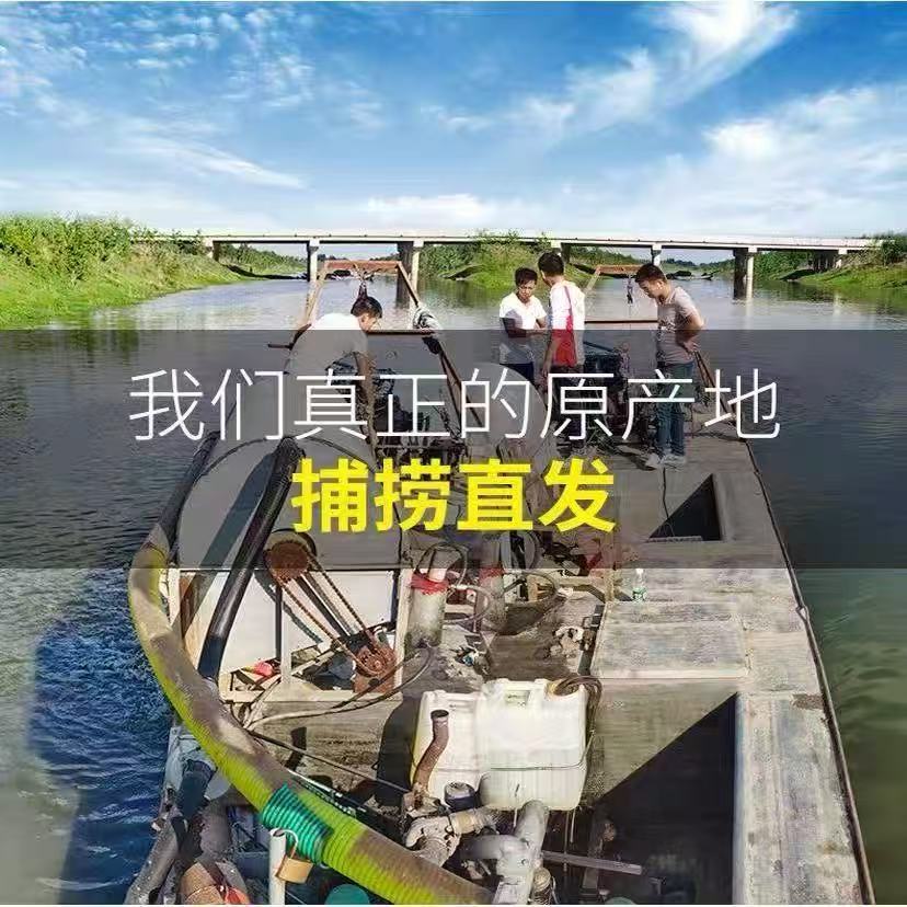 【拉饵中小号】顺丰包邮/拉饵肉夹馍鲜活红虫公牙子