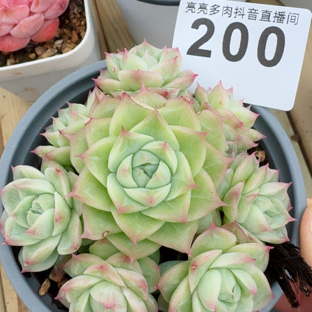 潘多拉群生手捧花          精品多肉