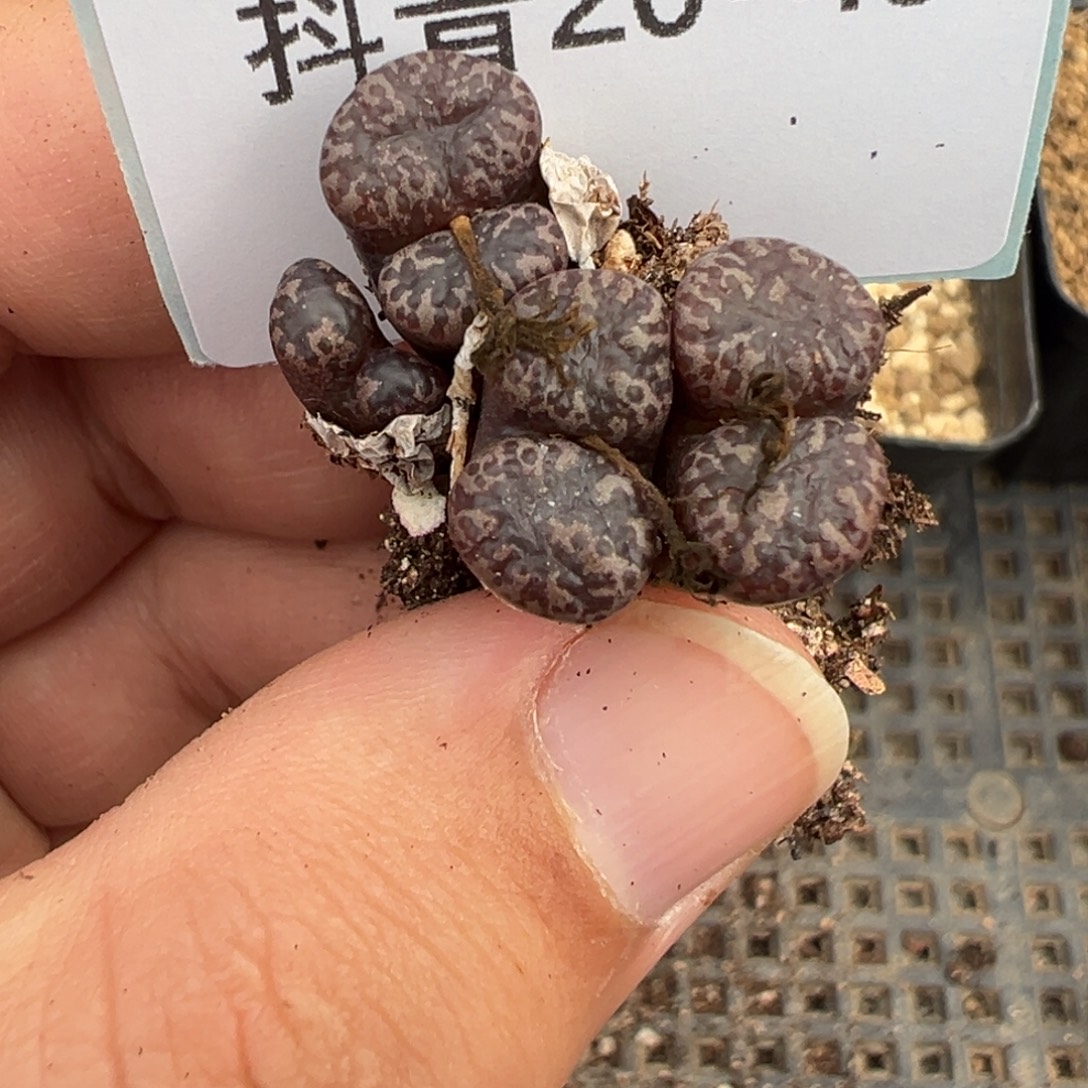 20-49肉锥多肉植物，