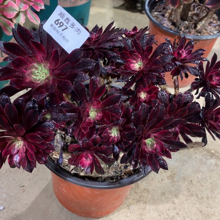 697黑天鹅多肉植物