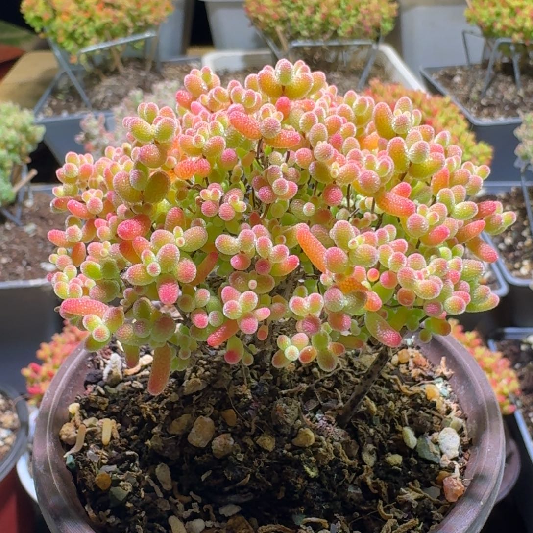 蜜橘糖球枝干番杏187