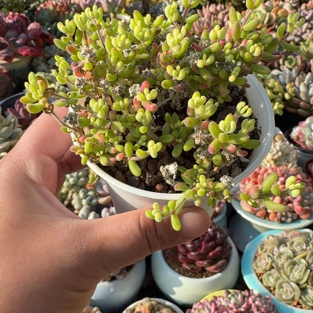 红宝石锦枝干淡雪9㎝盆