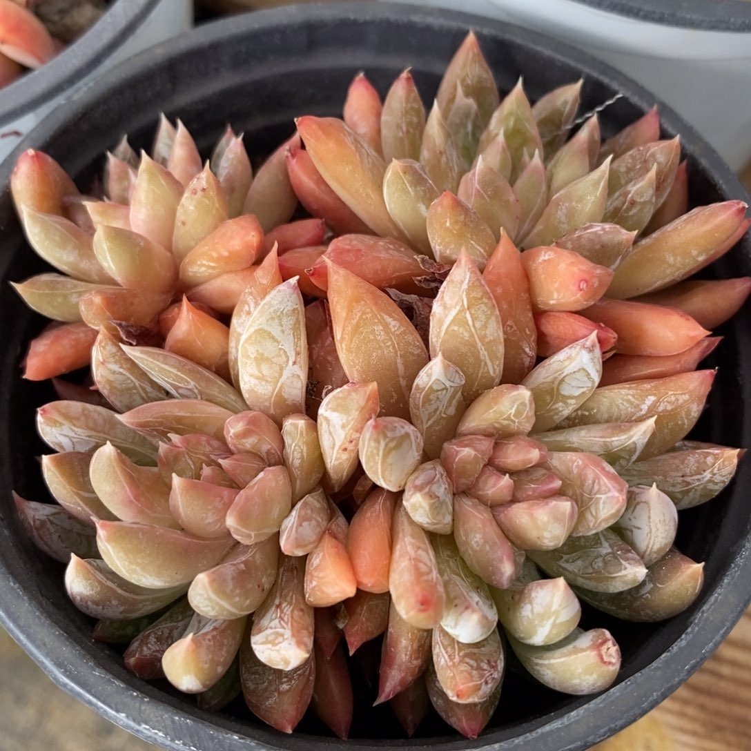 一物一拍多肉植物-炫彩星杂