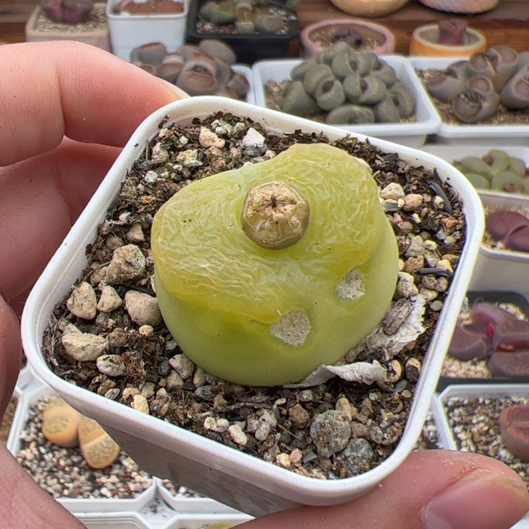 030号O泡 多肉植物