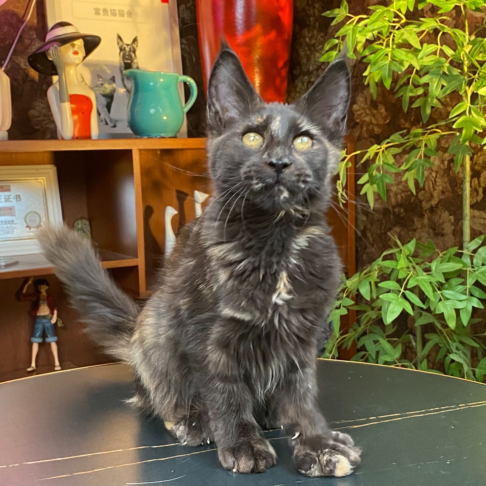 缅因玳瑁母三针疫苗驱虫完猫咪宠物