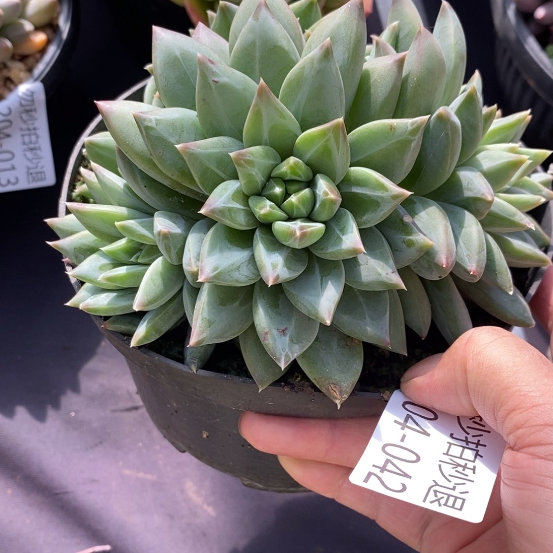 两单包邮1204-42美人