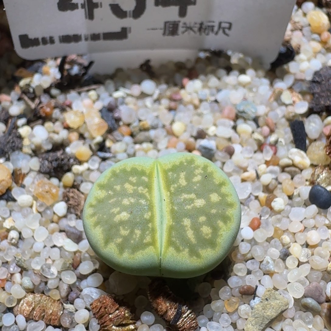 Ssss精品生石花434绿菊